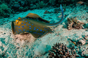 Blue spotted stingray On the seabed  in the Red Sea