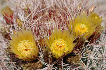 Three Yellow Barrel Cactus Blooms