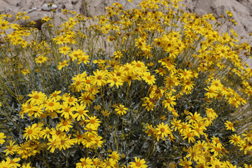 Multiple Yellow Brittlebush Flowers