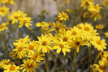 Closeup of Yellow Brittlebush Flowers