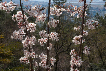 Cherry blossom, Japanese apricot flower