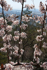 Cherry blossom, Japanese apricot flower