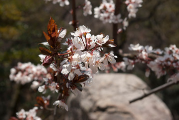 Cherry blossom, Japanese apricot flower