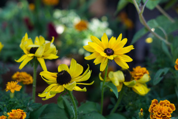 yellow flowers in garden