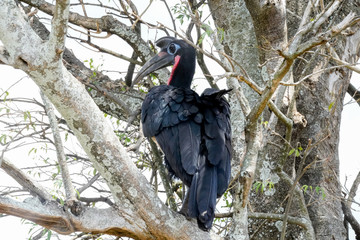 Endemic Bird in Uganda