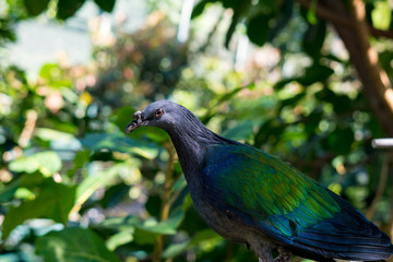 colorful bird in the park