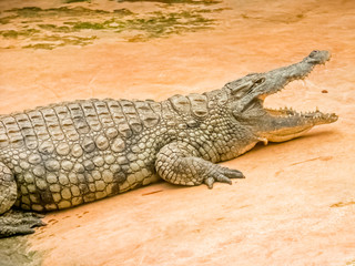 Crocodile gueule ouverte