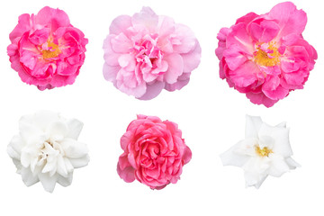 Blurred for Background.Pink and White rose isolated on the white background. Photo with clipping path.