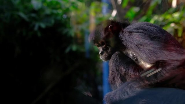 A monkey in a zoo in Mexico DF