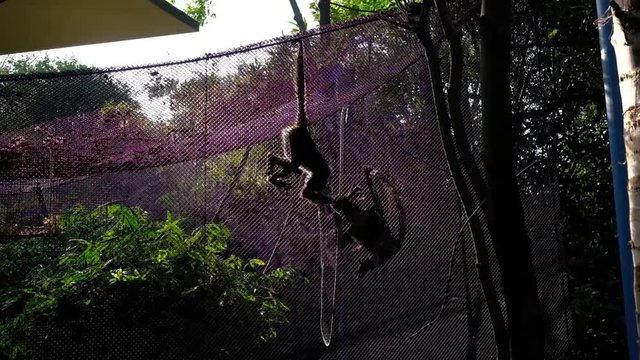 A monkey in a zoo in Mexico DF