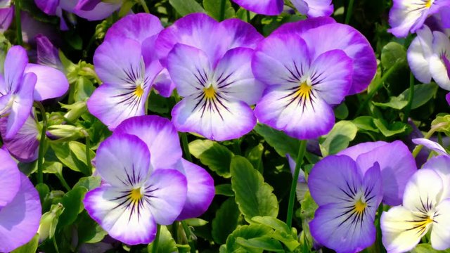 Tufted Pansy, Viola cornuta in garden