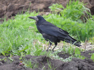 crow