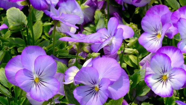 Tufted Pansy, Viola cornuta in garden