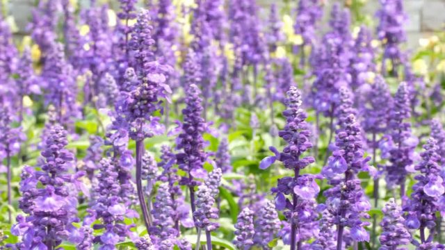 Salvia farinacea benth in garden