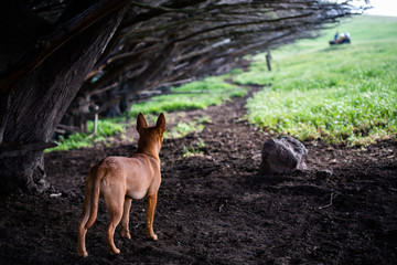 Farm dog in Australia 