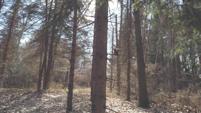 Squirrel eating nuts on a tree.