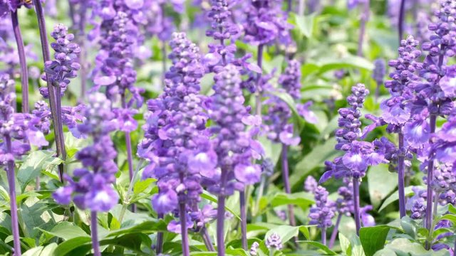 Salvia farinacea benth in garden