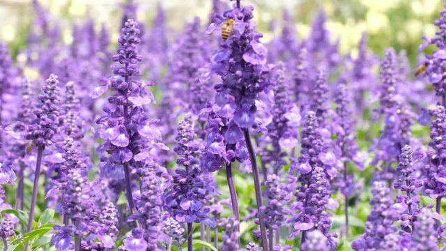Salvia farinacea benth in garden