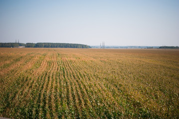 Fototapeta na wymiar Lines of corn shoots on big cornfield
