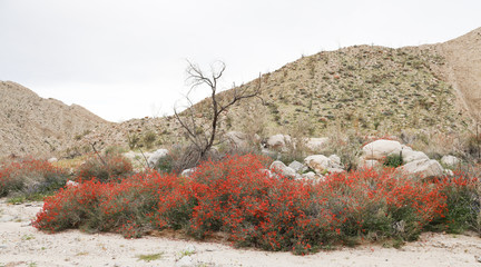 Chuparosa Bush in Bloom in the Desert of Anza-borrego State Park California