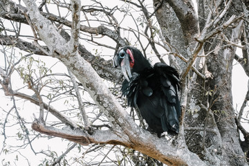 Endemic Bird in Uganda