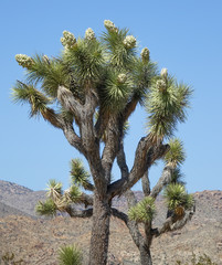 Fototapeta premium Branches and Blooms on a Joshua Tree in Joshua National Park