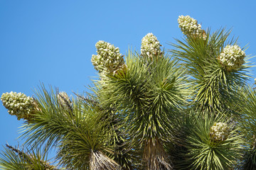 Desert Joshua Tree in Joshua National Park