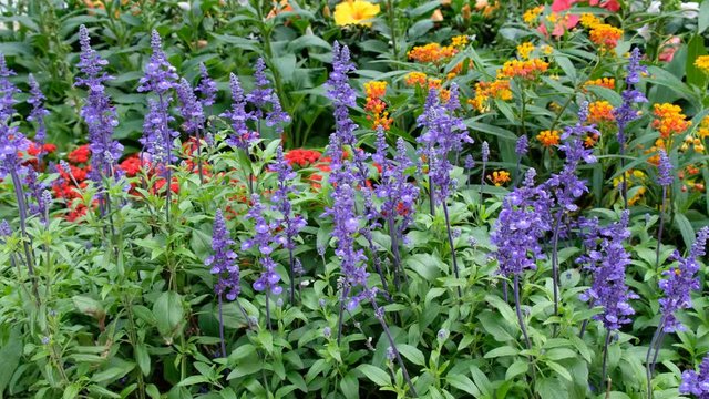 Salvia farinacea benth in garden