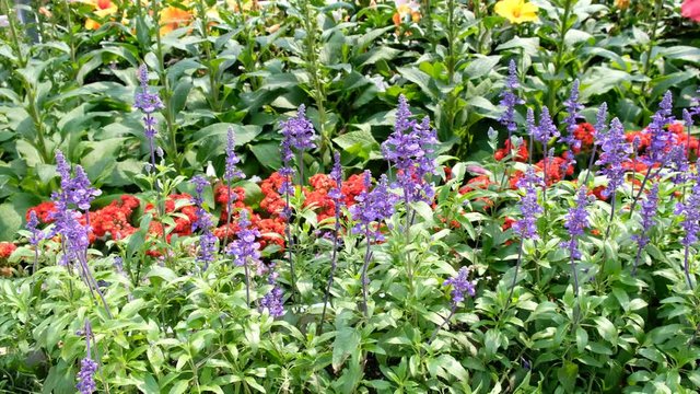 Salvia farinacea benth in garden