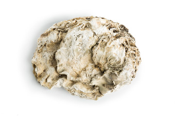 Sea shell isolated on a white background.