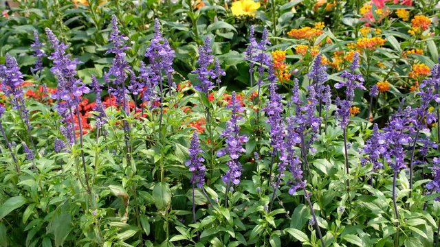 Salvia farinacea benth in garden