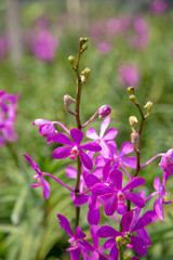 Purple orchid flower