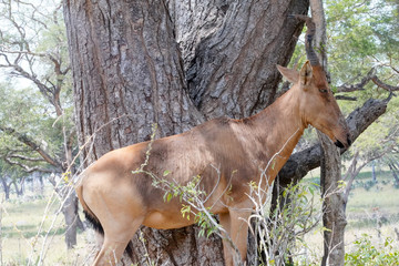 Damaliscus in Murchison Falls in Uganda