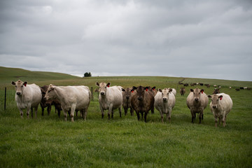 Beef cows and calfs grazing on grass in south west victoria, Australia. eating hay and silage....
