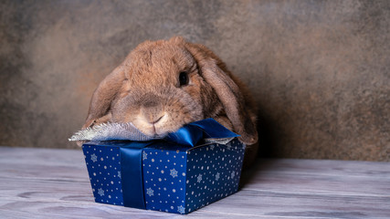 Dwarf ram breed rabbit holds a gift box. Blue gift box with a ribbon and a silver bow.