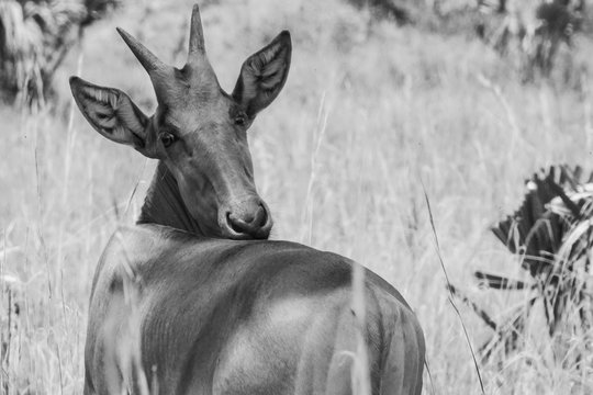Damaliscus in Murchison Falls in Uganda