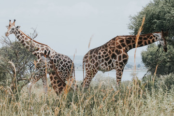 Family firaffe in Murchison Falls