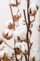 Cotton flowers on a white background.