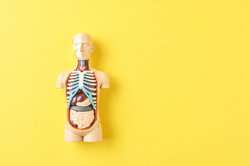 Human anatomy mannequin with internal organs on a yellow background