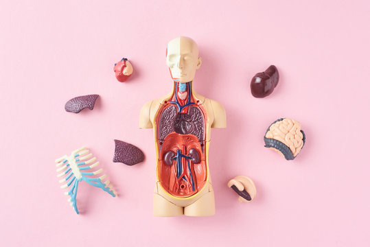 Human anatomy mannequin with internal organs on a pink background top view