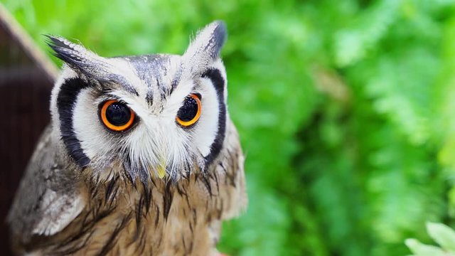 White faced scops owl and green background