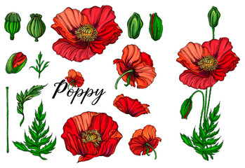 Vegetable vector set of flower of poppy. Round frame. Poppy flowers.