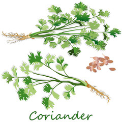 Fresh coriander or cilantro herb.Coriander powder in the cup. Vector illustration isolated.