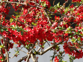 Obraz premium Cognassier du Japon (Chaenomeles japonica). Un arbrisseau d'ornement aux rameaux garnis d'une belle floraison rouge vif au printemps