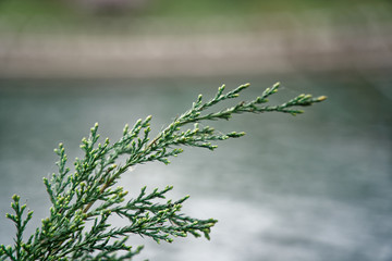 Background of fir tree branches, nature needles.