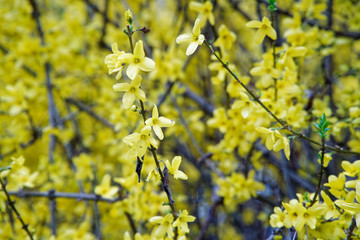 Mimosa flower or silver wattle yellow spring flowers tree on the vibrant background