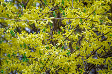 Mimosa flower or silver wattle yellow spring flowers tree on the vibrant background