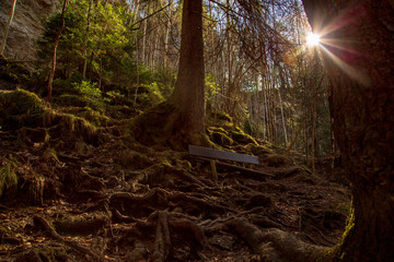 Wald - Allgäu - Bank - Sonne - Oberstdorf