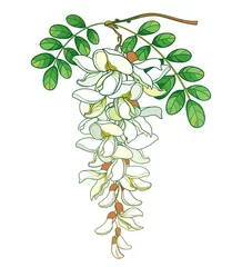 Foto op Aluminium Branch of outline pastel false Acacia or black Locust or Robinia flower, bud and green leaves isolated on white background. © bokasana