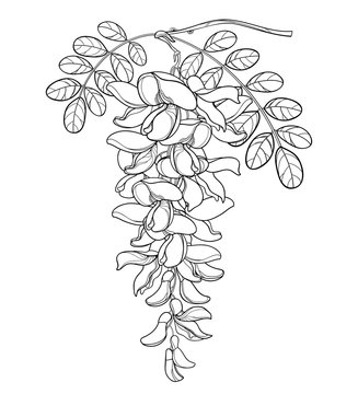 Branch of outline false Acacia or black Locust or Robinia flower, bud and leaves in black isolated on white background.